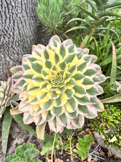 Life&rsquo;s mandalas ✨🫶🏼 https://t.co/RC1BoBKRdU<a href="/tag/positivitytime"class="tags"><span>#positivitytime</span></a>