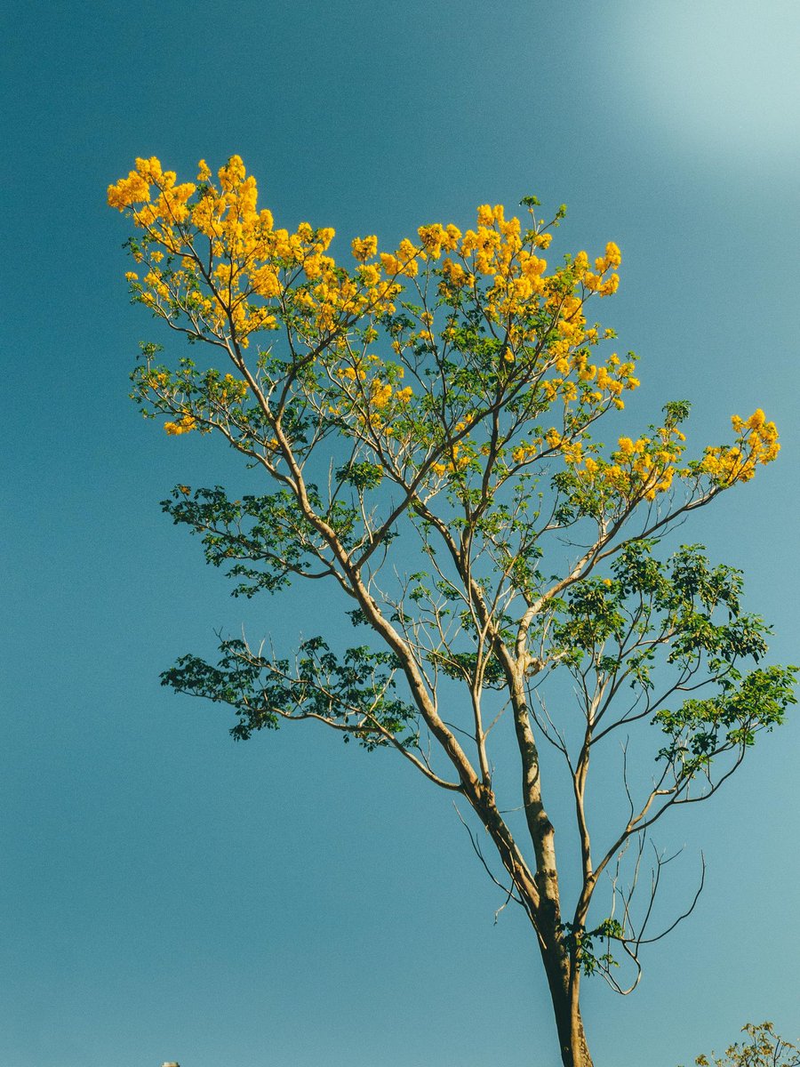 arboles_magicos's tweet photo. Los árboles son los abrazos verdes de la madre naturaleza. https://t.co/0UxPSaDxMW