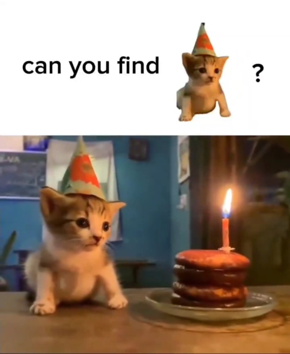 DontShowYourCat's tweet photo. https://t.co/xGI4gkCl3h