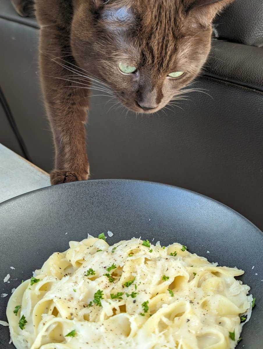 StacyPollock7's tweet photo. I might like pasta 😺

#caturday https://t.co/jl9DehQ5CR