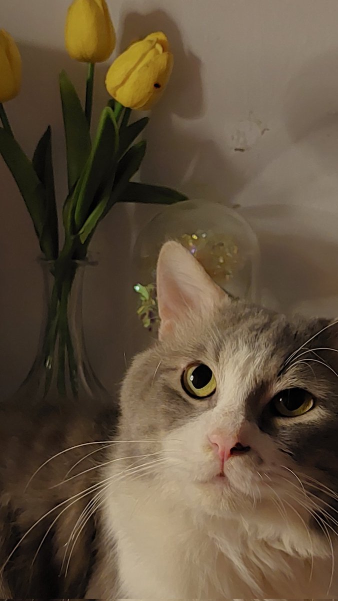 dreamyiese's tweet photo. ameng my love boy, sampe disini aja ya pertemuan kita. istirahat yang tenang, maaf belum bisa jadi babu yang terbaik untuk ameng.  rumah sepi ga ada yang meong lagi pas subuh, ga ada yang nungguin pas pulang kerja. terima kasih atas 4 tahunnya sayang 🤍  04.06.24 https://t.co/eBUbQzG3Ld