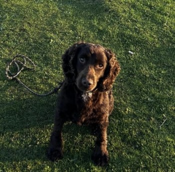 millypod1's tweet photo. π6 JUN 2024 #Lost FERGIE #ScanMe
Brown Cocker Spaniel Male PLEASE SHARE.
SgΓ²r Buidhe #Ballater #Scotland #AB35 https://t.co/CzK8eYZL8x https://t.co/4WSTzTs5xk