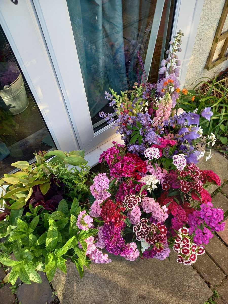 Quilterdown's tweet photo. Flowers are cut & resting in water, ready for tomorrow ( Sunday Flowers this week)
#britishflowerweek #grownnotflown #locallygrownflowers #seasonalflowers https://t.co/LZTumKh127