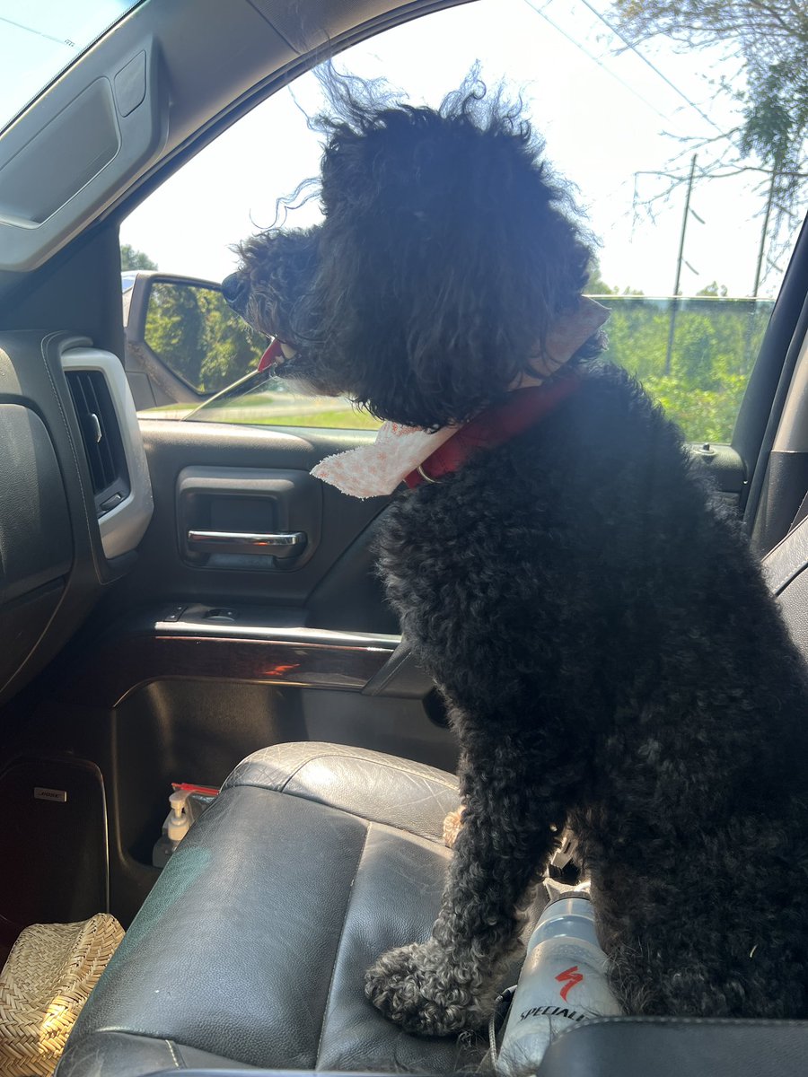 This is Abby‘s happy place. Does anybody else have a dog who just can ride in the front seat forever?
#happyplace #dog #rideordie #bernadoodle