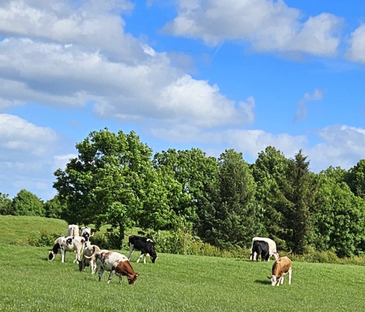 dairemarkham's tweet image. A little bit of heat 🔥 and it&apos;d be a grand summer! #embryotransfer #recipients into tasty young grass