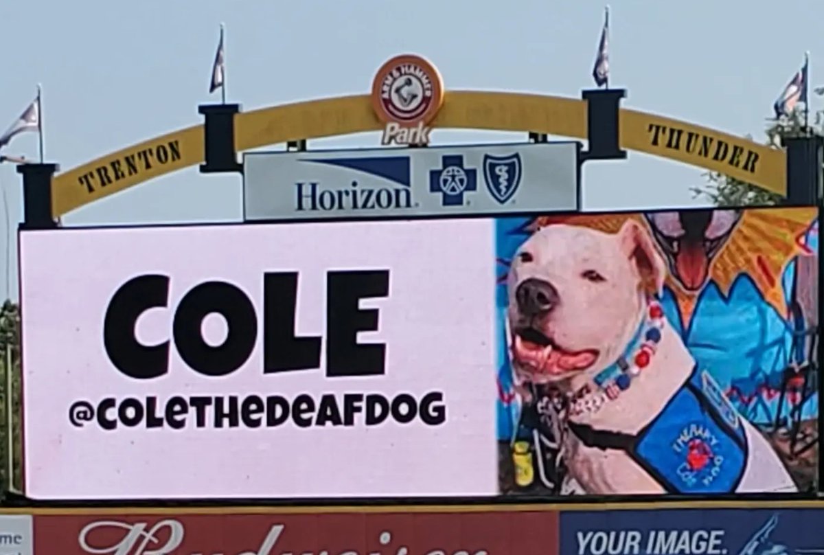 Rookie (@batdogrookie) on Twitter photo I'm really looking forward to tomorrow when my fren <a href="/ColeDeaf/">Cole the Deaf Dog & Chris Hannah</a> comes to hang out with me and Dash <a href="/TrentonThunder/">Trenton Thunder⚡</a>. Our fans will
learn about all the great things that TeamCole do in the schools. It's a 1:00 pm game time. I'm really looking forward to tomorrow when my fren <a href="/ColeDeaf/">Cole the Deaf Dog & Chris Hannah</a> comes to hang out with me and Dash <a href="/TrentonThunder/">Trenton Thunder⚡</a>. Our fans will
learn about all the great things that TeamCole do in the schools. It's a 1:00 pm game time.