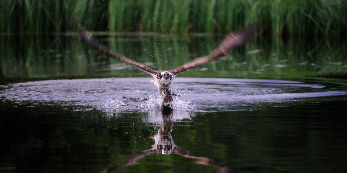 mara_media's tweet photo. The fourth and final announcement puts #ScotlandTheNewWild up for nomination in the Factual Series category🤞 🎉 🦌  🦅 🐇 
We're so looking forward to finding out all the winners at the 2024 RTS Scotland Awards next week! Stay tuned &amp; good luck all round!  #RTSScotlandAwards2024 https://t.co/62L93wAC8v