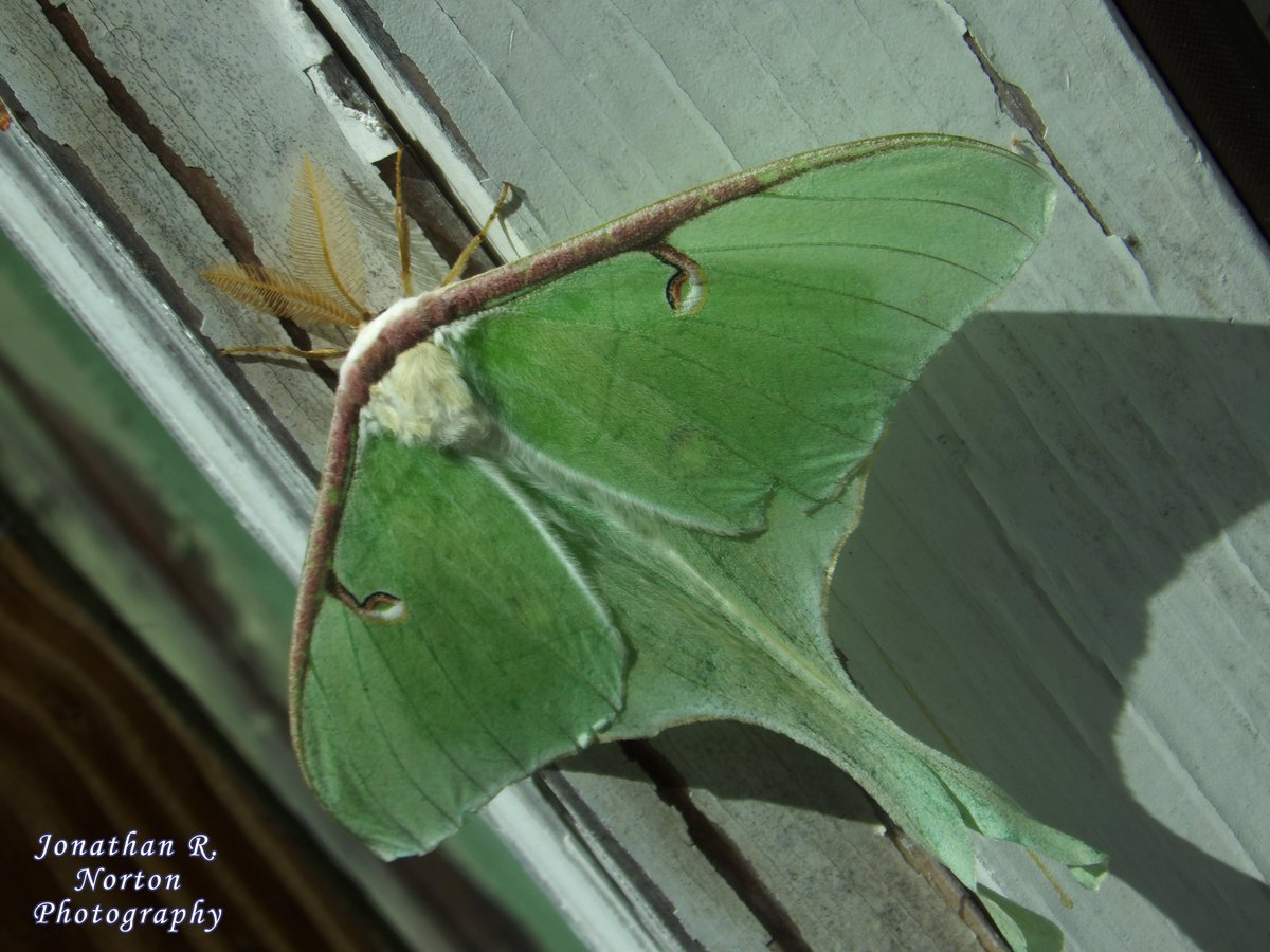 jnorton3299's tweet photo. Various Photos of a Lunar Moth
.
.
.
#minolta #minoltaphotography #minoltapro #bokeh #closeupphotography #depthoffield #dutchangle #insectphotography #springphotography #springinMaine #Maine #mainephotography
.
.
. https://t.co/gRlZnvkzG1