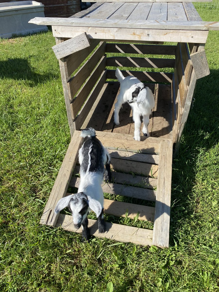 AndrewRevoy's tweet photo. Definitely a privilege to having parents with a farm. 

Great to get out of the city and take a break in nature!

One of the highlights was I got to meet these handsome newborns! 

Starsky and Hutch 

Only 2 weeks old and super soft, very affectionate and happy to be held! https://t.co/pF4qR0CfIO