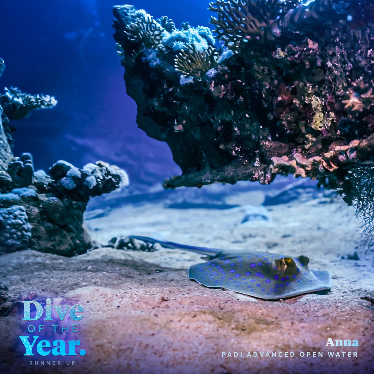 OceansApp's tweet photo. Congratulations Ahman, you are the winner of the Dive of the Year Awards 2024, and congrats to the runner-ups Anna and JP!⁣
⁣
Thanks all for sharing stunning photos and check-ins with the community! 

 Join us → https://t.co/fDcbg78dko https://t.co/EAKpafgslg