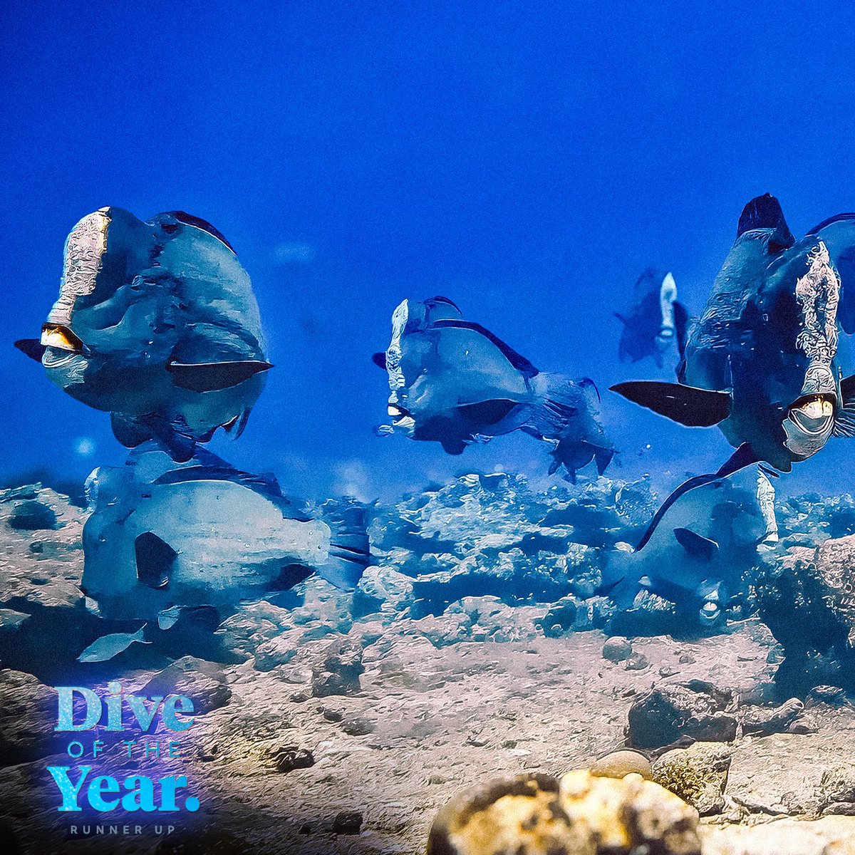 OceansApp's tweet photo. Congratulations Ahman, you are the winner of the Dive of the Year Awards 2024, and congrats to the runner-ups Anna and JP!⁣
⁣
Thanks all for sharing stunning photos and check-ins with the community! 

 Join us → https://t.co/fDcbg78dko https://t.co/EAKpafgslg
