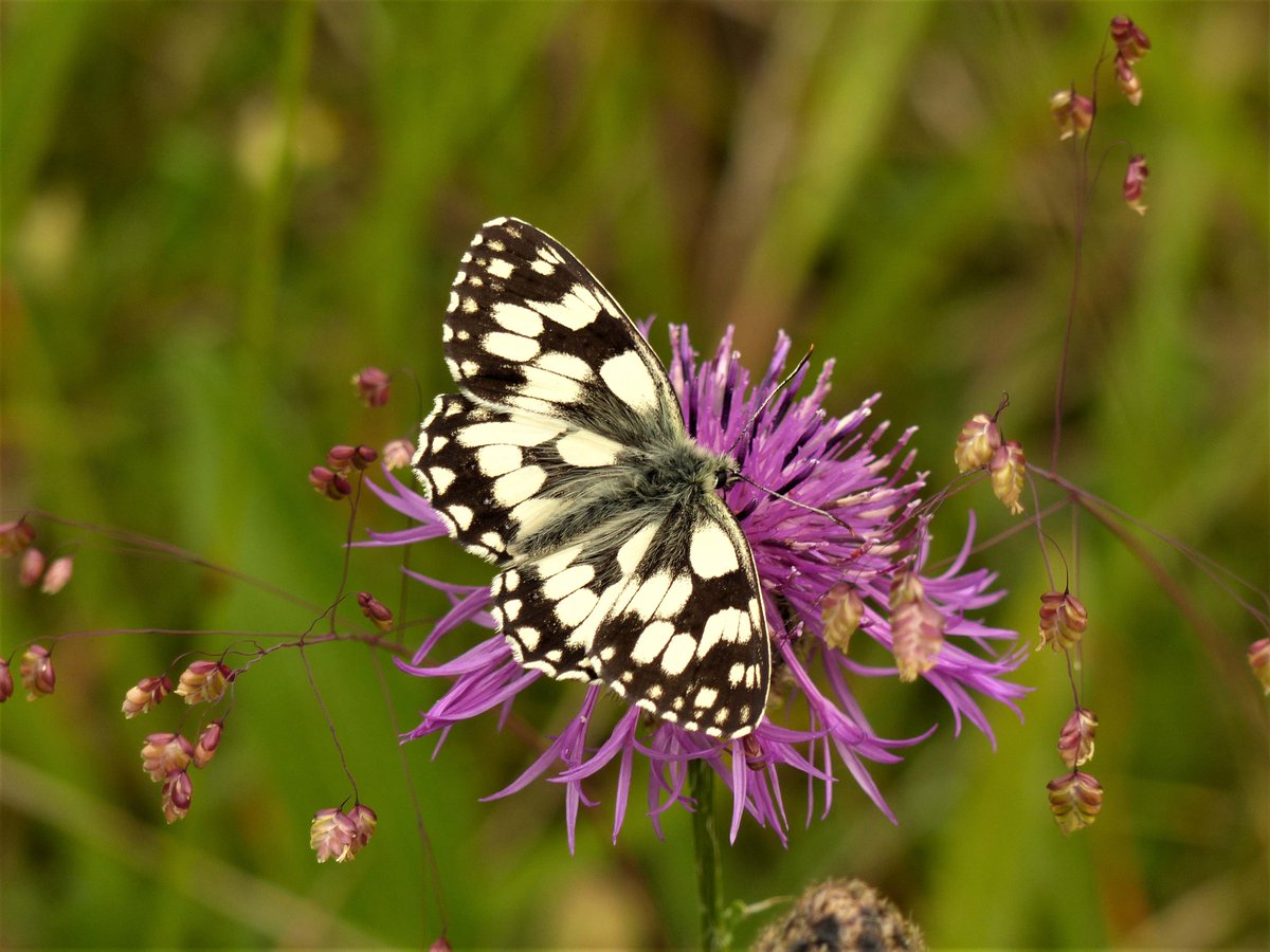 Yay!  Marbled Whites starting to emerge now on the Cotswold Commons.  Here comes June!