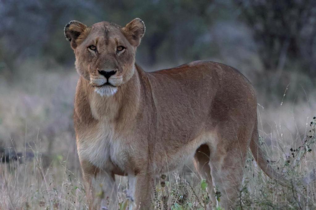 JanBuffel's tweet image. Update Kruger NP lion count: After a slow start earlier this week we hit the motherload today with 8 different sightings. One a nice pride with 15 individuals. @WildEcoLabNMU @LionRecovery