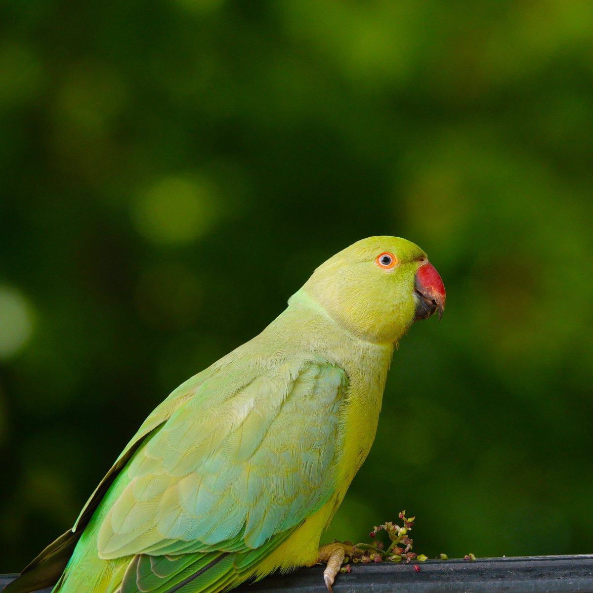 david_schmittou's tweet photo. Birds of Paris, vol. 2. One of my first life birds in Paris was pretty cool. The Rose-ringed Parakeet. These gorgeous birds were one of the most common birds in Paris!
#lifebird #birding #paris #urbanbirding #birdsofparis #roseringedparakeet #birdsofeurope #europe #europeanbirds https://t.co/B8jqDxBHvK
