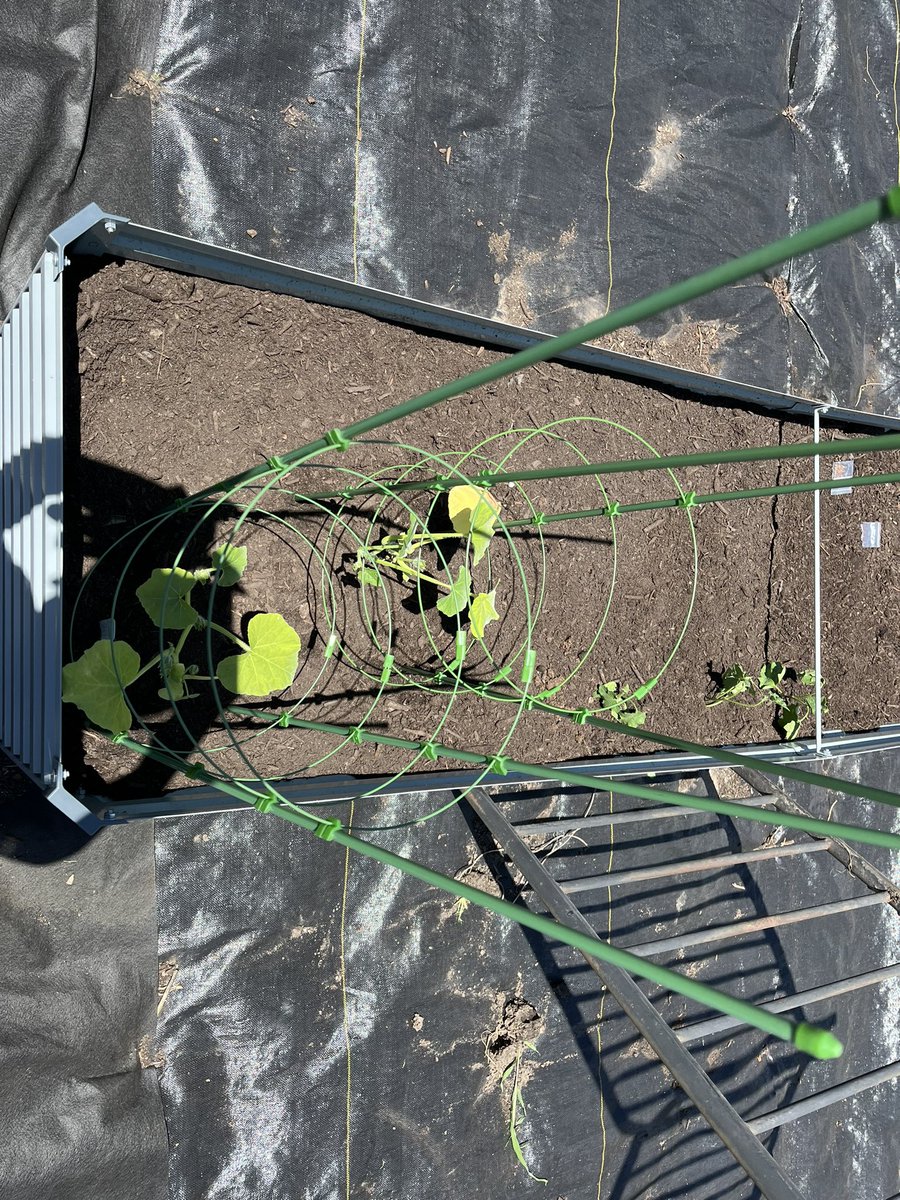 ImaniCanton's tweet photo. Watching my dissertation study expand into a full blown community gardening program is indescribable. ❤️

Can’t wait until harvest time! Today we planted herbs (oregano, basil etc), sweet potato, watermelon, bitter melon, and we will be planting more! https://t.co/aIO43eN709
