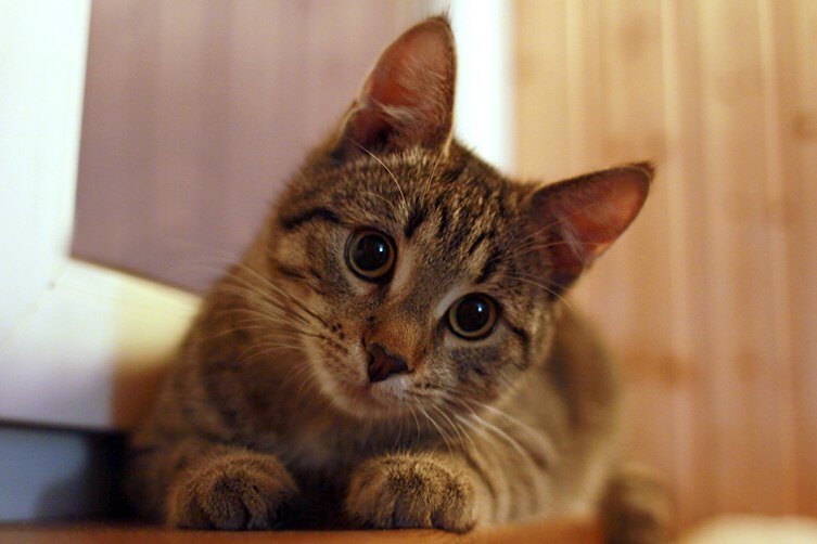 Сюда напишу: устранение последствий затопления щитка и короткого замыкания съело у меня изрядную часть бюджета.

Беру съемки, вот.