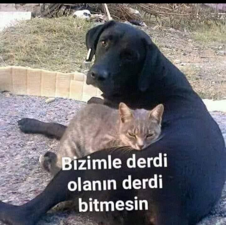 Samanyolu56's tweet photo. @Emrahmixx Kediye,Köpeğe uzanan eller kırılsın.!! https://t.co/ApvgFLgKq8