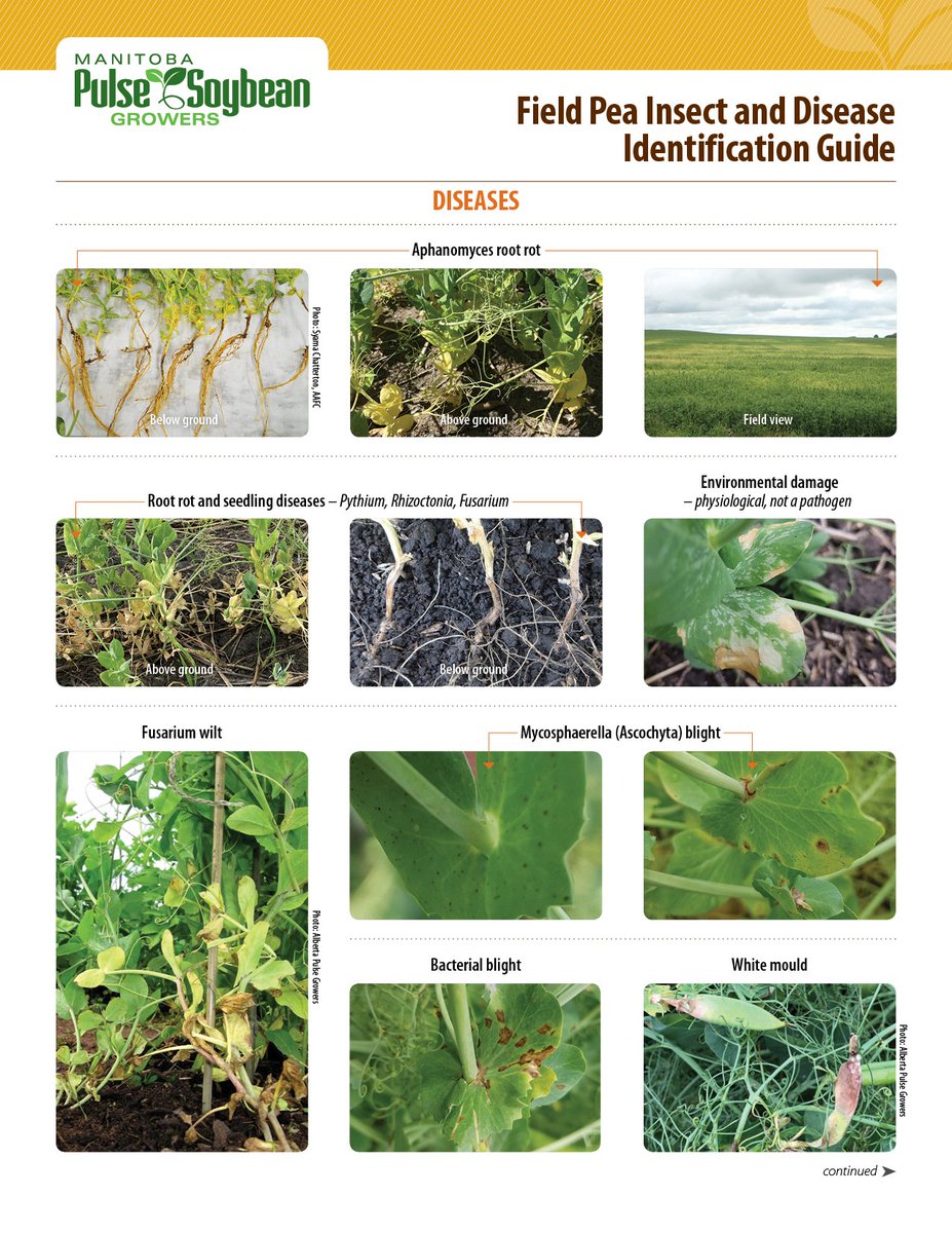 MbPulseGrowers's tweet photo. Field Pea Insect and Disease ID Guide🐛👇

https://t.co/svjmbRbasI https://t.co/GWGTFexbGG