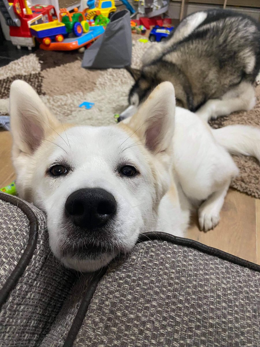 AdoptionsUk's tweet photo. Please retweet to help Zynra and Storm find a foster home together  currently in South #WALES -may be able to re home nationally  #UK  
URGENT FOSTER HOME NEEDED‼️Can anyone help foster this adorable duo Zynra and Storm? They are SSDR dogs who sadly need to come back into our care due to a house fire and now being homeless. They are currently living with a family member but have given a date of this coming weekend to find a placement. 
They are a bonded pair so cannot be rehomed separately, they currently live with a small breed dog without issues. 
Storm is a older boy who has some pain in his back legs so will need medication and care. The duo are very affectionate and would suit most homes. If you can offer Zynra and Storm a foster home please get in touch 
DETAILS or APPLY 👇https://t.co/D8OuBmkYls
#dogs #pets #Huskies #Husky #animals #adoptdontshop #Rescuedogs
