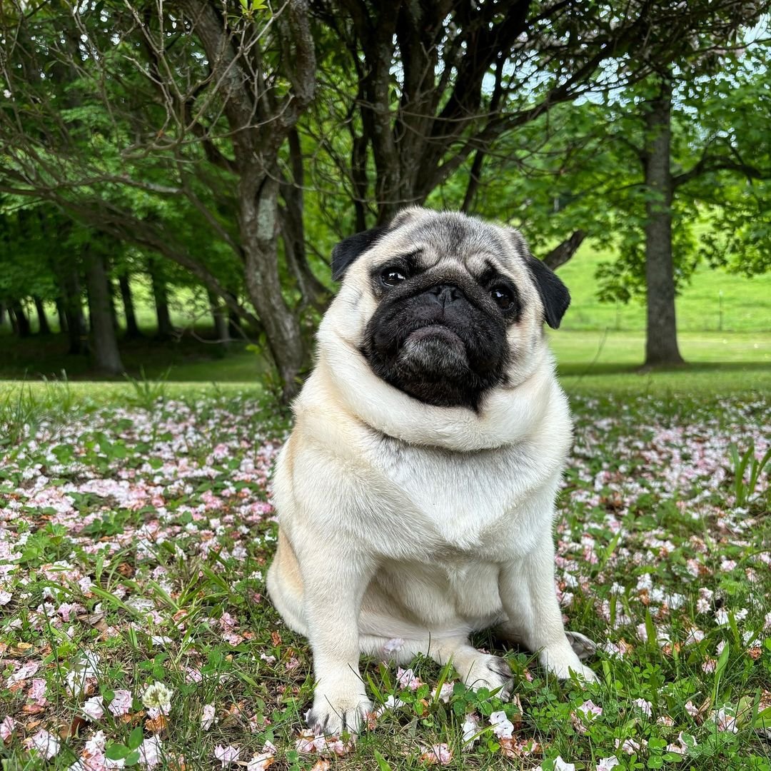 One happy pug 💗🌸
#pug#pugdog#puglover#puglia