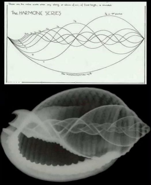 SubRosaMagick's tweet photo. "Physical matter is music solidified" 
~ Pythagoras

Above is a diagram of the harmonic series...
Below is a photo of a shell.... https://t.co/cFOI7yzwht