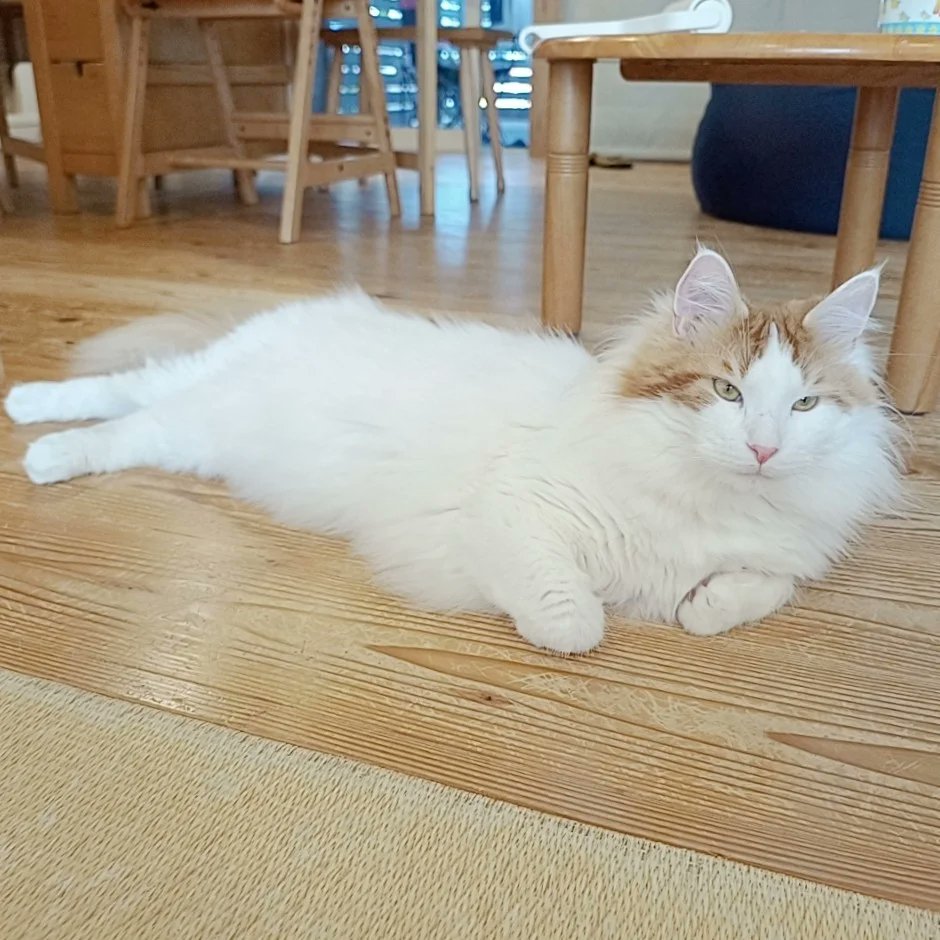 mainecoon_sette's tweet photo. 可愛いポーズで おはようございます💕

#メインクーン #メインクーン男の子 #長毛猫 #猫 #猫のいる暮らし #今日の猫 #朝 #おはようございます #可愛いポーズ #maincoon #maincoonlovers #maincoonboy #cat #todayscat #goodmorning #fluffycat #haveaniceday #cutepose https://t.co/1JgP729qk7