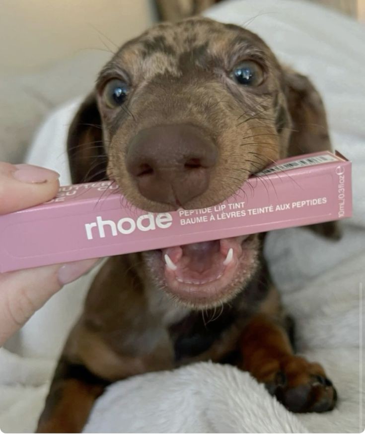 pradaparisian's tweet photo. i love being a rhode girl! https://t.co/MtX5JJYXZm
