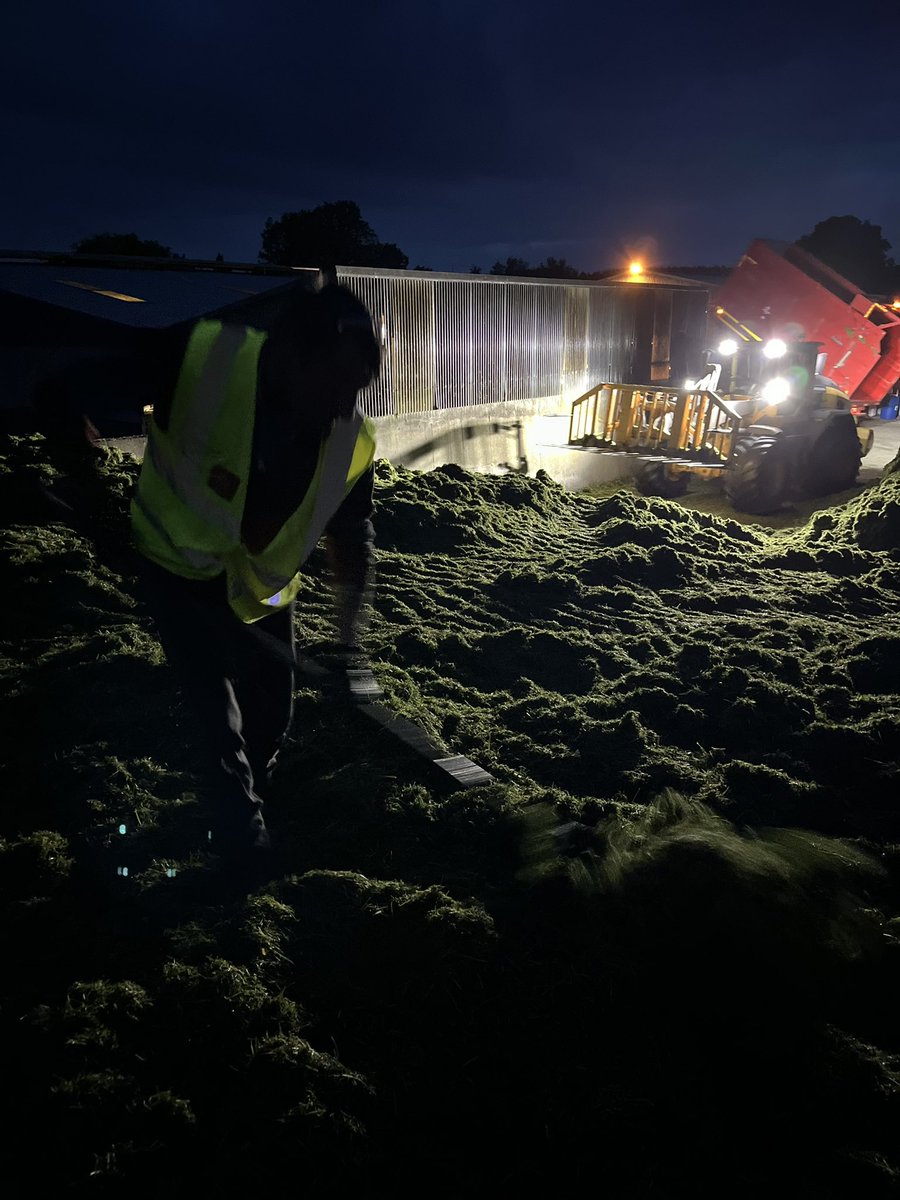 Home for the silage!