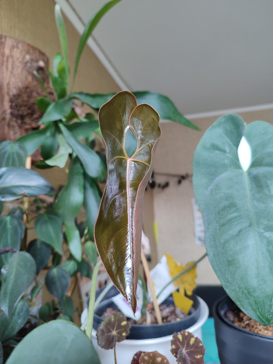 Anthurium baby leaves ik repost deze met update wanneer ze fully grown zijn 😍 crystallinium ~ forgetii ~ noid