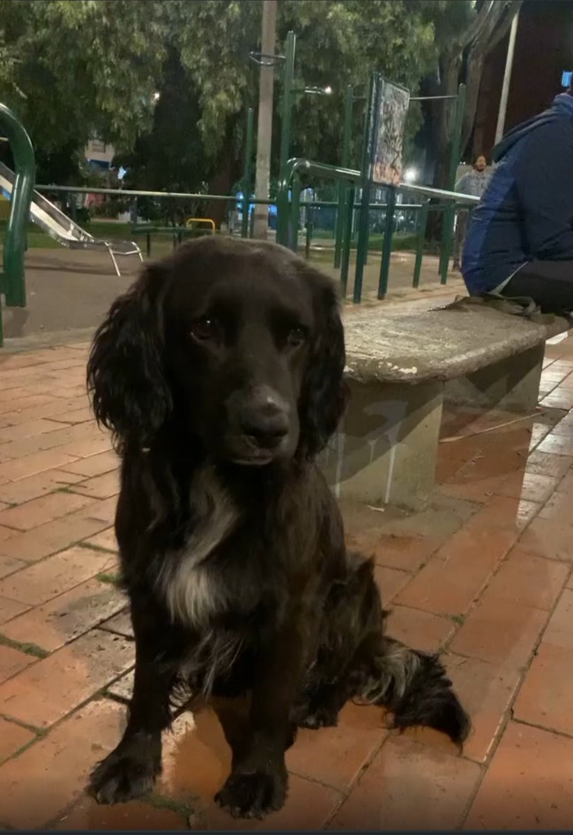 Gente, alguien quiere brindarle hogar de paso a este perrito? Está en Galerías, mojado, desorientado. La persona que está con él no lo puede tener. Un perrito así en la calle no tiene muchas probabilidades de sobrevivir. 

HOGAR DE PASO URGENTE Auxilio por faaaaa