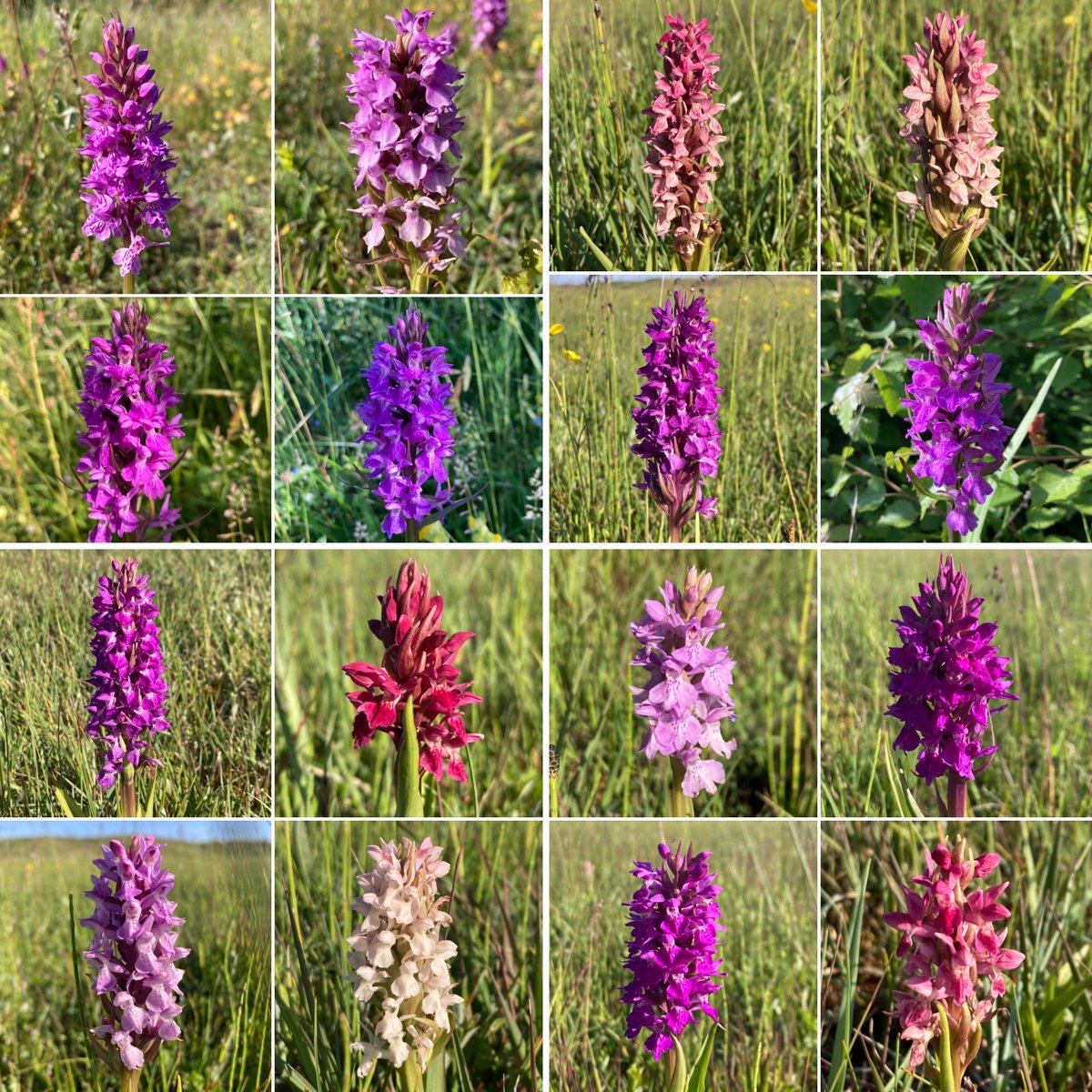 StevePa46290725's tweet photo. A bit of Kenfig on a sunny Saturday evening 🥰 @KenfigWarden #orchid #marshorchid #kenfig #wales https://t.co/9NNYKDOb9c