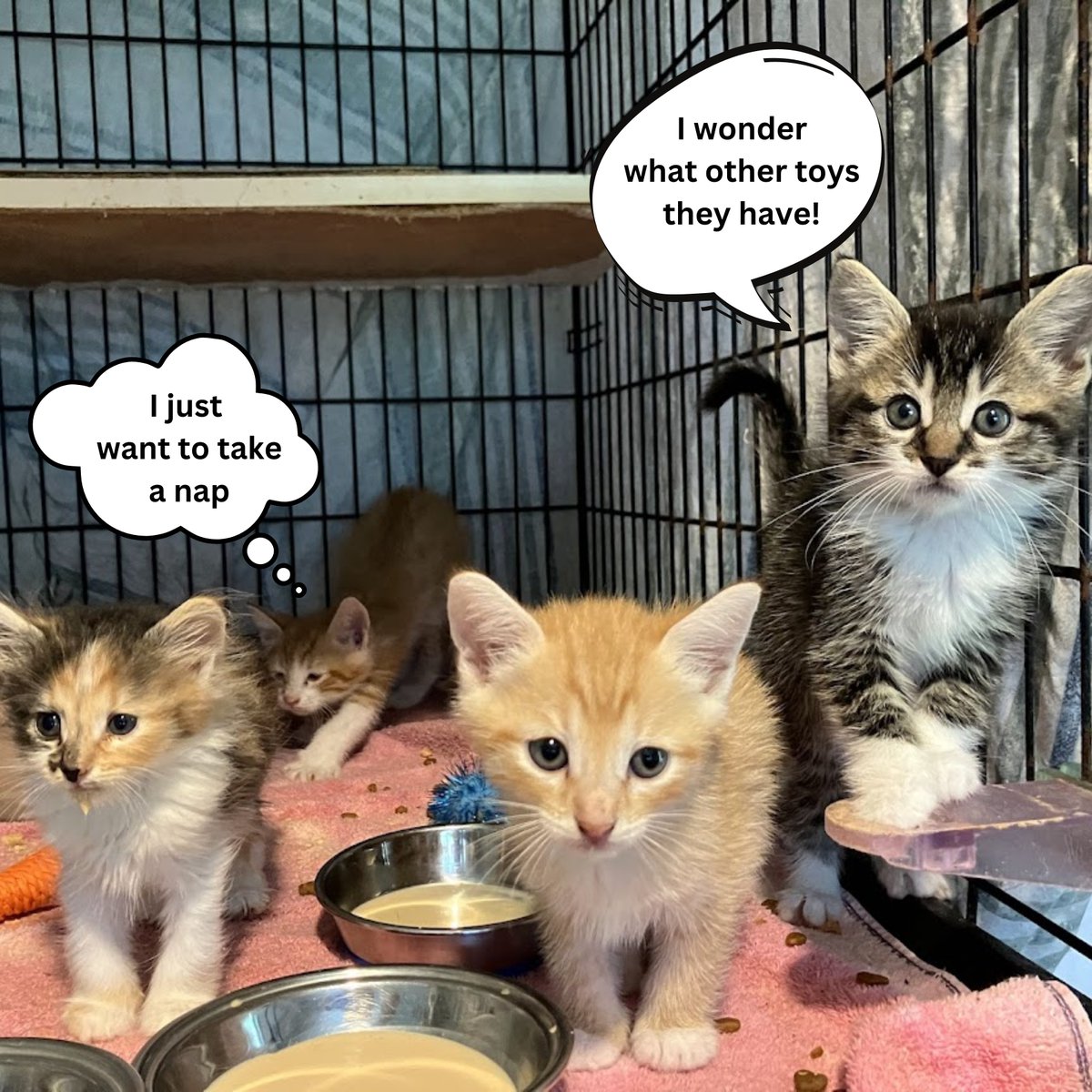 A little Saturday Silly from our newest residents! 😋🐱♥️
#CatsofX #CatLover #cat #cats #catshelter #animalshelter #kitten #Caturday