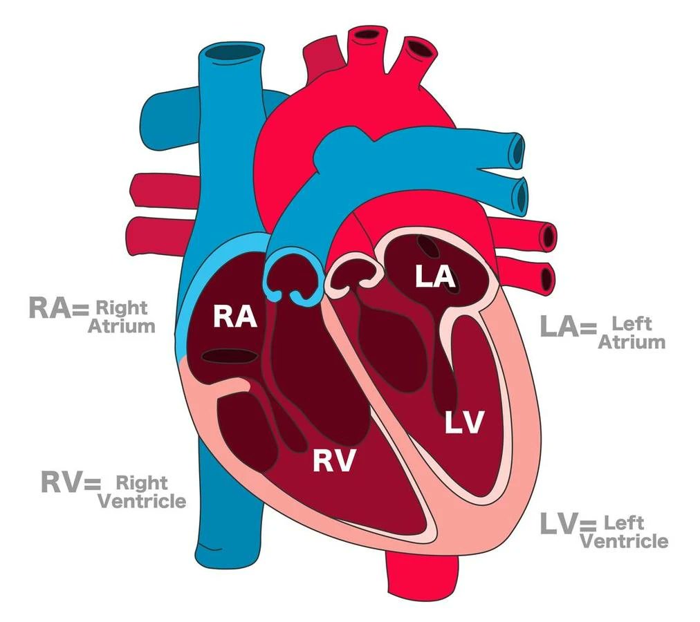 Interested in a PH Curriculum at your PCCM or Cards fellowship program? DM me for more info! 

#PHPeeps #PulmonaryHypertension
