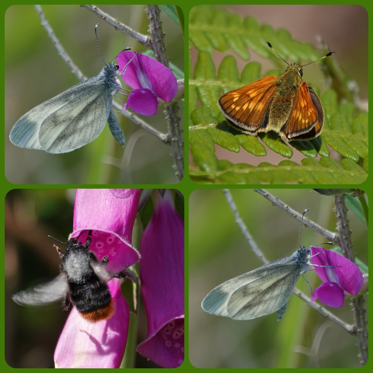 Welsh_Nature_Lady 🏴 tweet media