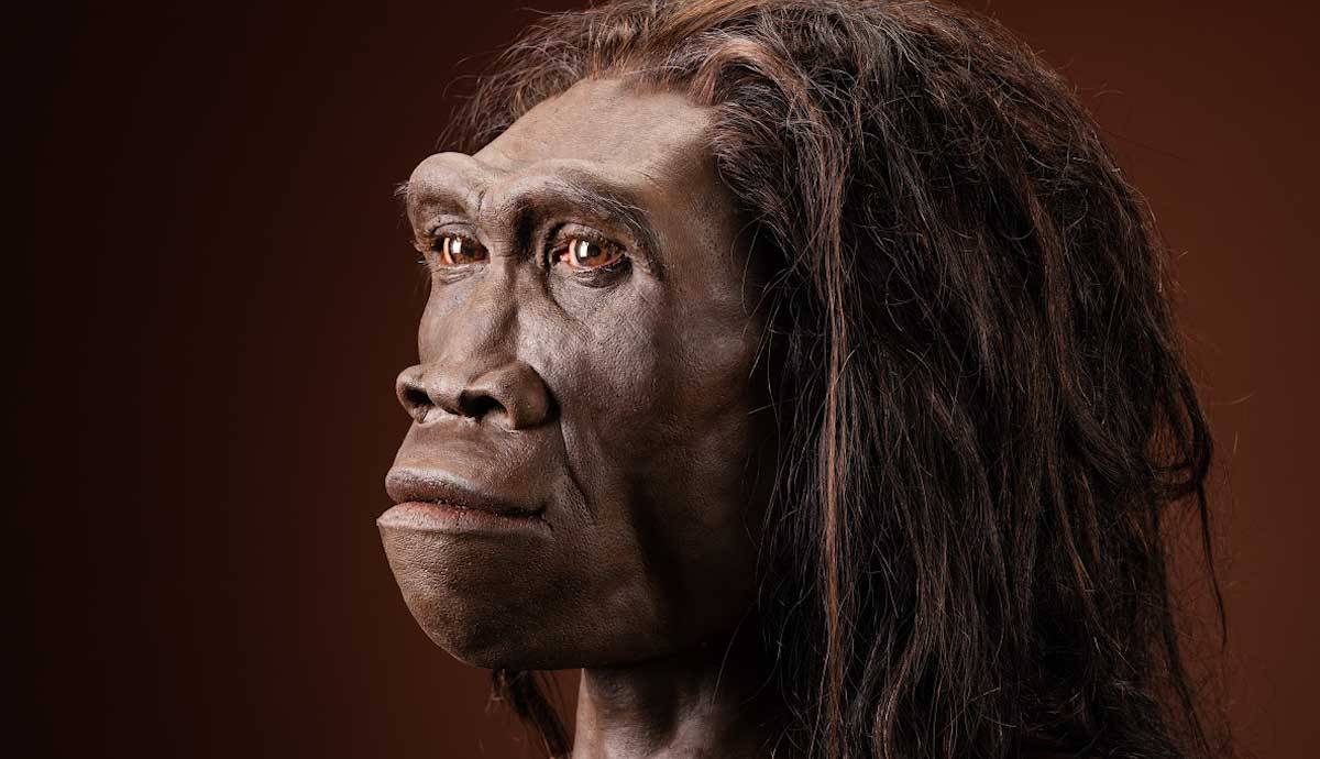 EL LARGO VIAJE DEL HOMO ERECTUS

Durante décadas, la percepción del Homo erectus —nuestro ancestro— ha sido la de una especie de gorila flaco y tonto.

Pero es en esta especie donde aparecieron, por vez primera, los rasgos más reconocibles de nuestra condición humana.

Un🧵👇🏼