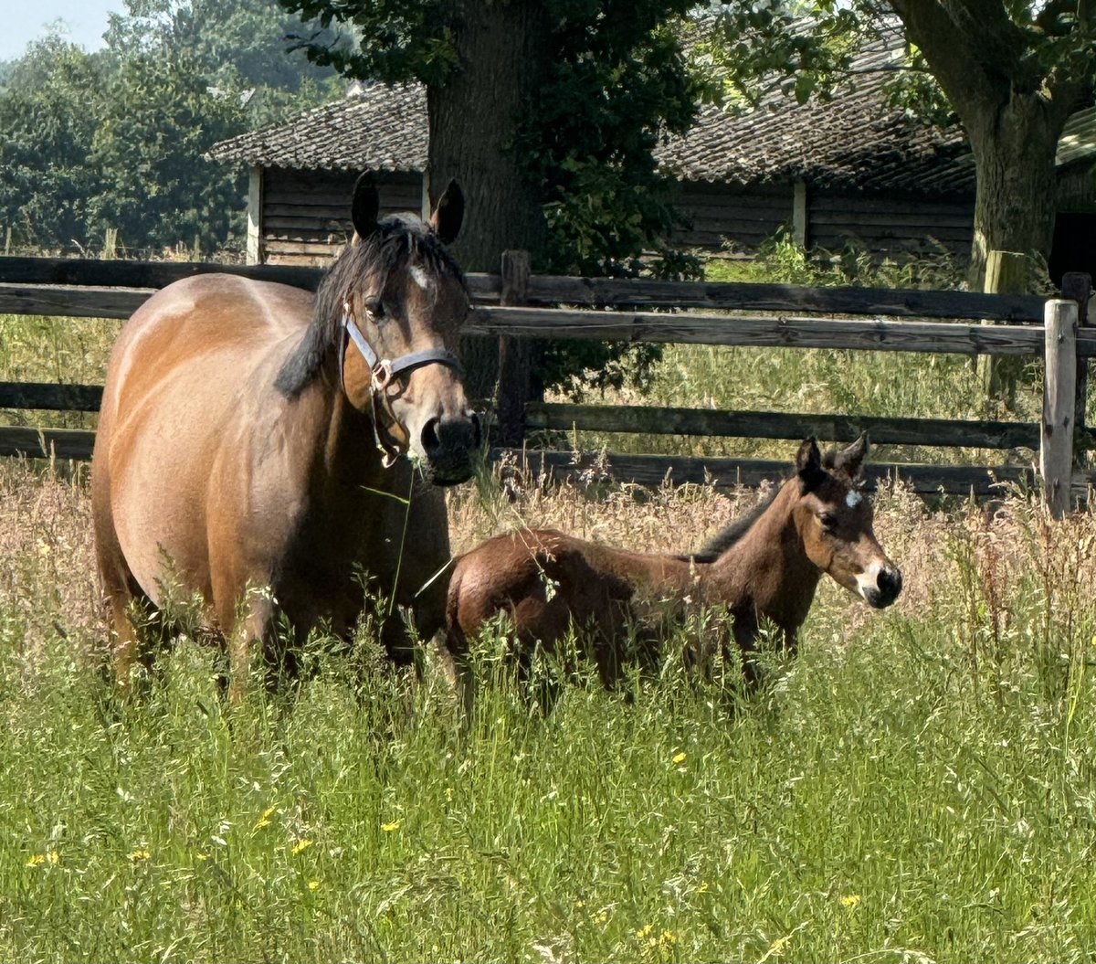 nextville1's tweet photo. It is not #foalfriday but very happy with this youngster, a 2-week-old son of #Intello #harasdebeaumont https://t.co/WlV9R1vEtm