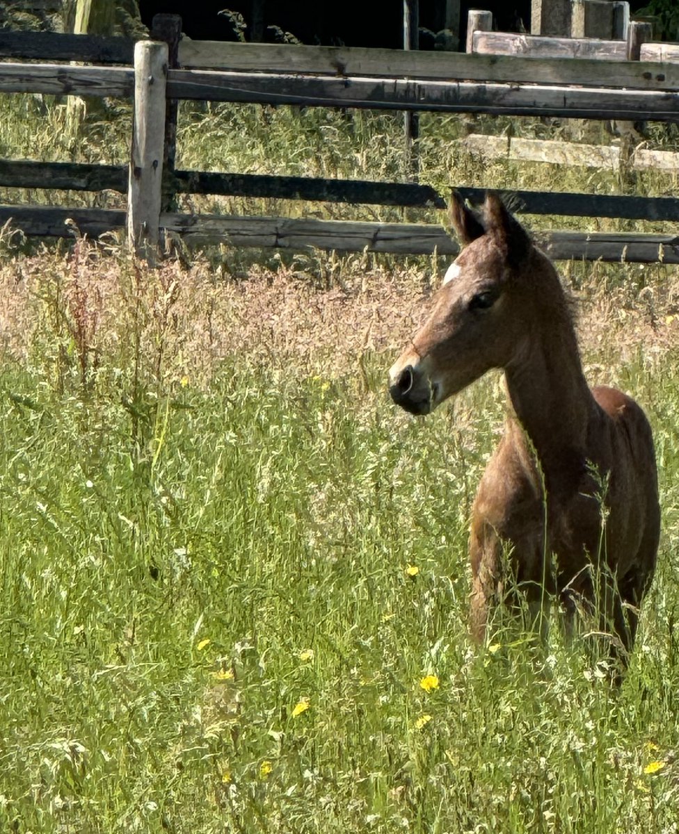 nextville1's tweet photo. It is not #foalfriday but very happy with this youngster, a 2-week-old son of #Intello #harasdebeaumont https://t.co/WlV9R1vEtm