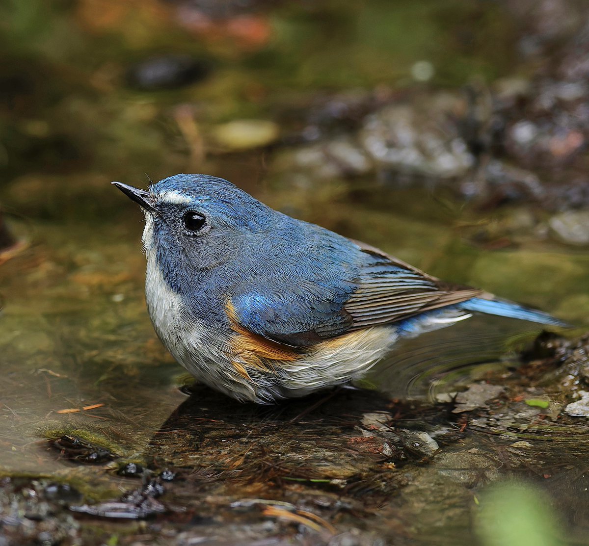 Yui92952255's tweet image. 東京銘菓「ひよこ」ソーダ味
#銘菓ひよこ　#ルリビタキ　#野鳥観察