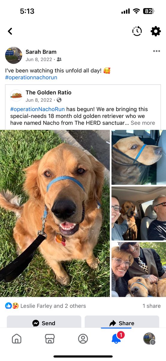 sbram94's tweet photo. Lots of #friendsofthesquad HappySad in my memories today! ๐ญ๐๐ค๐งก๐๐ค๐ #dogsoftwitter #operationnachorun @TheGoldenRatio4 @GoldenRatioOTD @TheHerdHouse https://t.co/hobtxF28TN