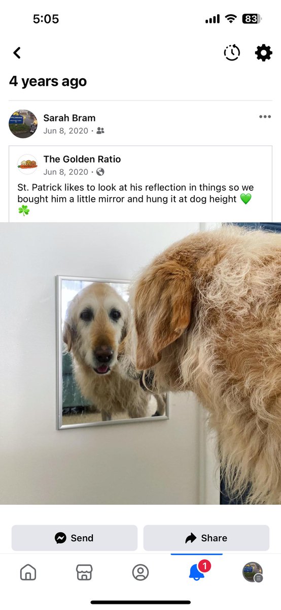 sbram94's tweet photo. Lots of #friendsofthesquad HappySad in my memories today! ๐ญ๐๐ค๐งก๐๐ค๐ #dogsoftwitter #operationnachorun @TheGoldenRatio4 @GoldenRatioOTD @TheHerdHouse https://t.co/hobtxF28TN