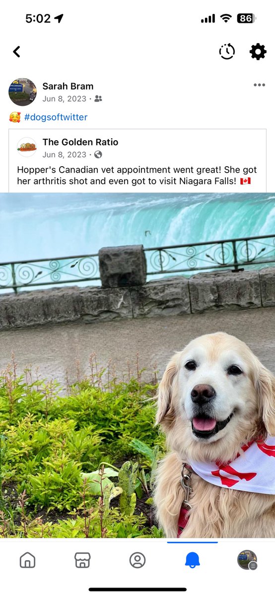 sbram94's tweet photo. Lots of #friendsofthesquad HappySad in my memories today! ๐ญ๐๐ค๐งก๐๐ค๐ #dogsoftwitter #operationnachorun @TheGoldenRatio4 @GoldenRatioOTD @TheHerdHouse https://t.co/hobtxF28TN