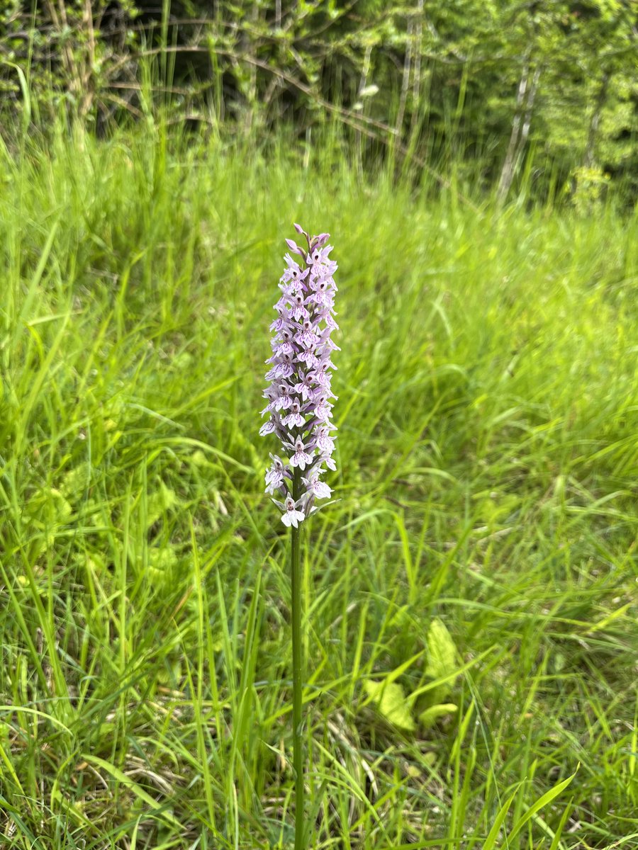 Rachel Prout (@ryoungprout) on Twitter photo <a href="/gloswildlife/">@Gloucestershire Wildlife Trust</a> good to see orchids thriving when the grass verges are left uncut on local roads (except where needed for safety) <a href="/gloswildlife/">@Gloucestershire Wildlife Trust</a> good to see orchids thriving when the grass verges are left uncut on local roads (except where needed for safety)