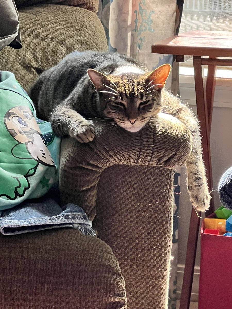 The Dread Cat Mister tweet media