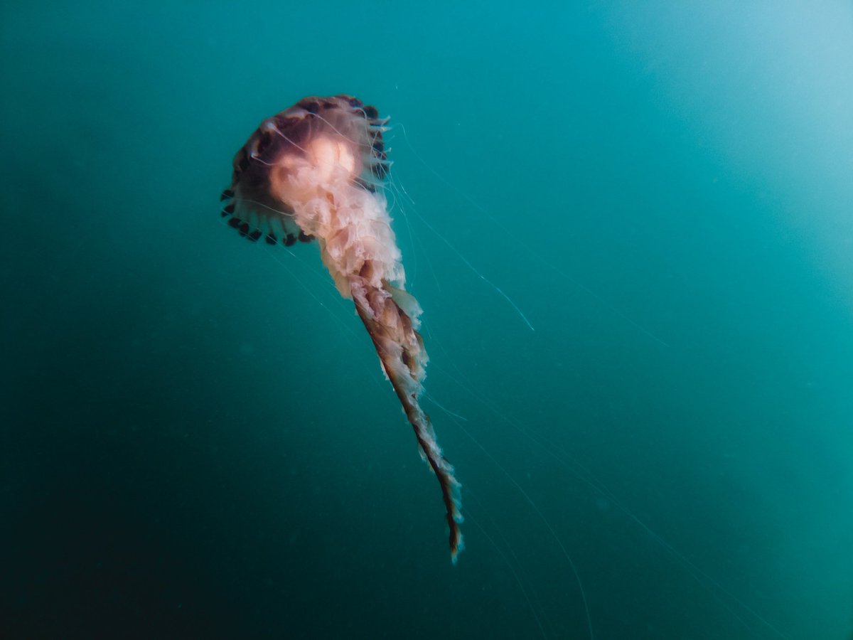 For me the ocean is a playground, a chance of freedom &amp; escapism. 
A blue expanse to explore and learn. 
To float upon, to dive below, to bathe within. 
To see the wonders that it holds. 
A way to travel to see new places. 
A space to respect.
A place to protect. 
#WorldOceansDay