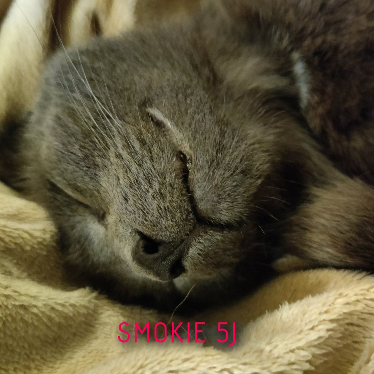 Pummelzacke's tweet image. Bitte da ist sie wieder 👇
Diese Wishlist soll nicht jeden ansprechen, sondern hauptsächlich Menschen die mir oder meinen Tieren aus freien Stücken helfen möchten. Zur Information :
Privat kümmere ich mich um Tiere aus schlechter Haltung und würde mich über Unterstützung sehr…