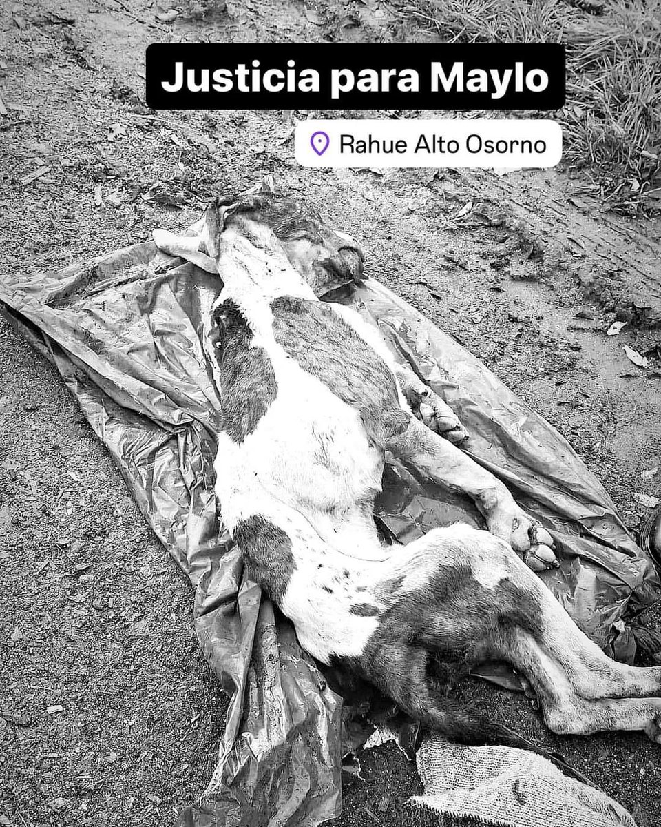 LECHATEUX's tweet photo. #JUSTICIAPORMAYLO Perrito adoptado solo para vivir torturado sin permitir su rescate. Por favor amigos difundir que estas Lacras paguen su maldad. Ya basta‼️😭😭estos casos no pueden quedar sin castigo‼️son unos verdaderos demonios,JUSTICIA‼️ https://t.co/WXfUvySkb1