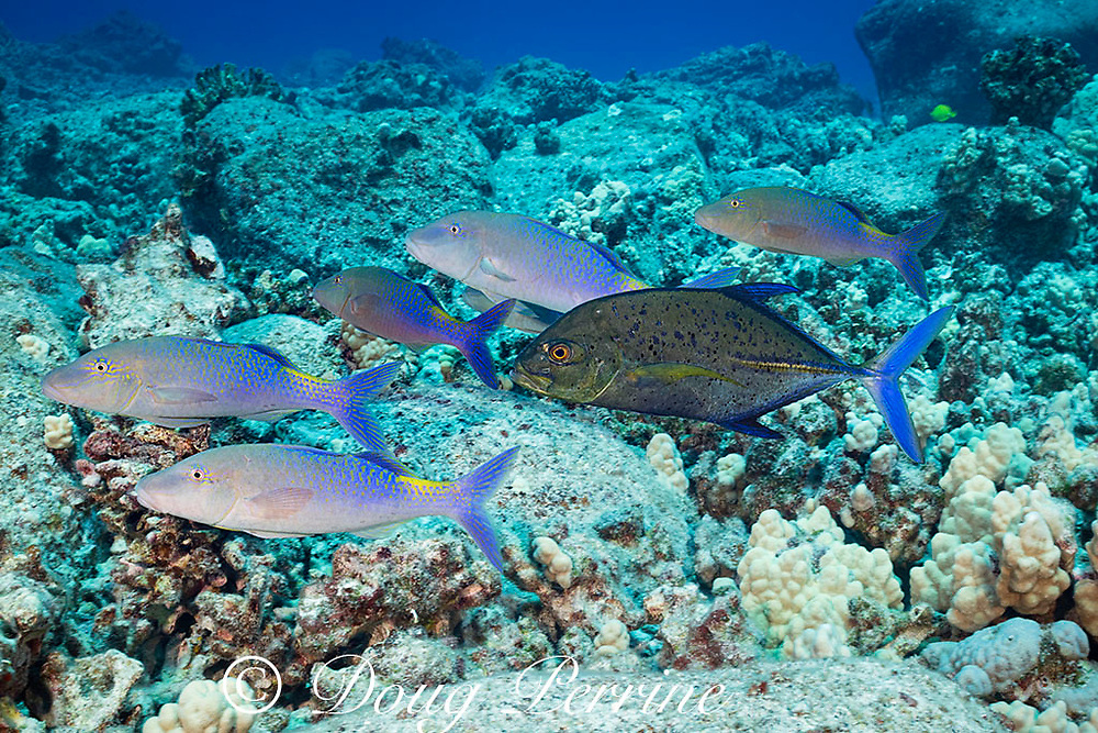HanaumaOutreach's tweet photo. CRITTER OF THE WEEK (6.8.24)
Did you know . . . the Hawaiian name #moanoสปukaliulua means #goatfish with jack following.
*Photo courtesy: Gavin Iwai (left) & Doug Perrine (right)
#CritteroftheWeek #HawaiiSeaGrant #HBEP #HanaumaBayEducationProgram #MLCD #marinelife https://t.co/eRlW5lIWZ9