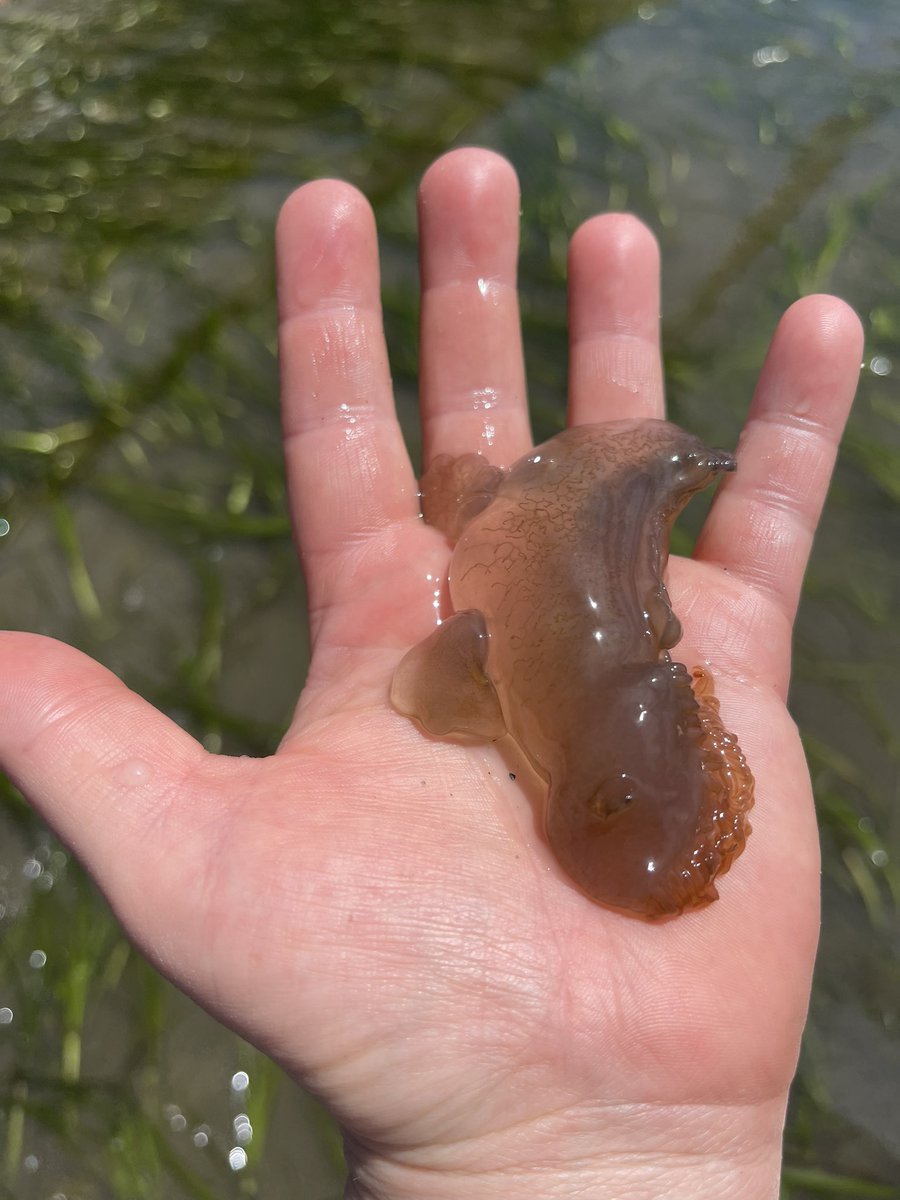 RoachOfWallStreet tweet media