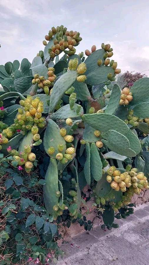 umhlangaswz's tweet image. Umdolofiya labanye bamubita nga damudiliki.
Opuntia ficus-indica, fig opuntia, or prickly pear - the thorny fruit is delicious and the leaves are used to treat many ailments such as asthma, BP, arthritis and menopausal hot flushes.
#africanscience #eswatini