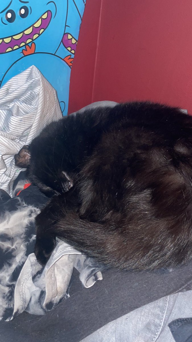 arin__burns's tweet photo. i love my cat https://t.co/IJpRPlowyI